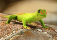 Como deshacerse eficazmente de los Geckos