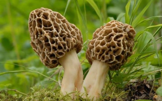 cultivo de hongos